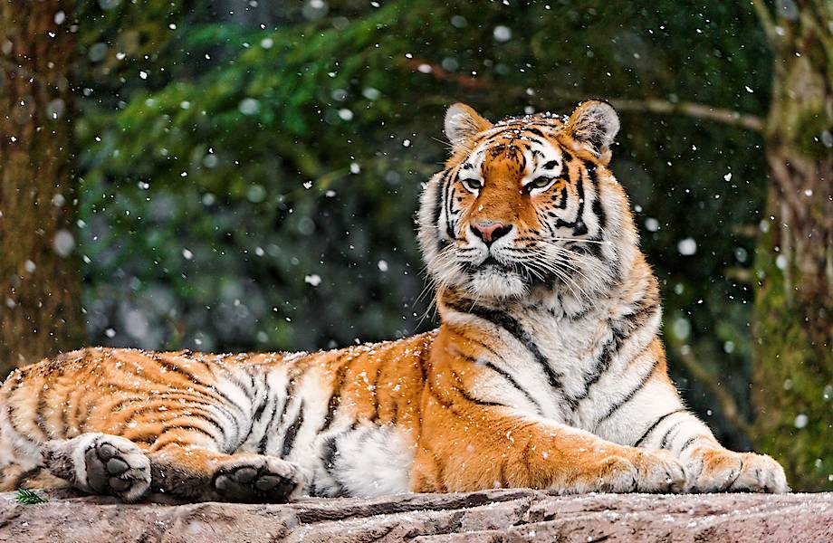 Хозяин уссурийской тайги: сколько амурских тигров осталось в России
