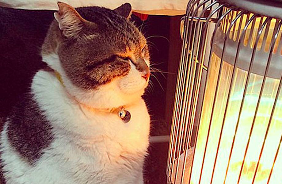 Зима не отпускает: уморительные фото кошки, влюбленной в обогреватель 