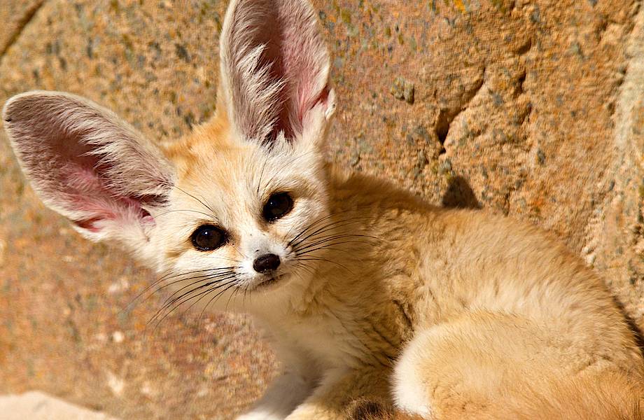 Фенек: зачем самой маленькой лисичке на планете такие большие уши