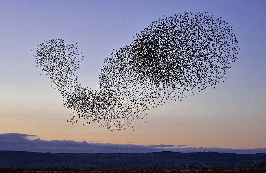 Сотни птиц упали с неба на американский город