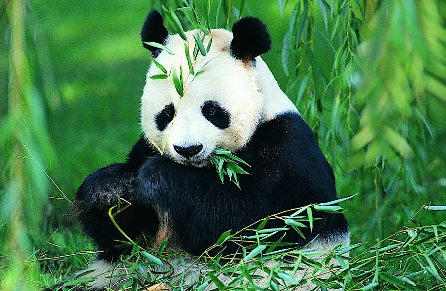 Откуда у панды 6 пальцев на лапах и другие интересные факты о бамбуковом медведе
