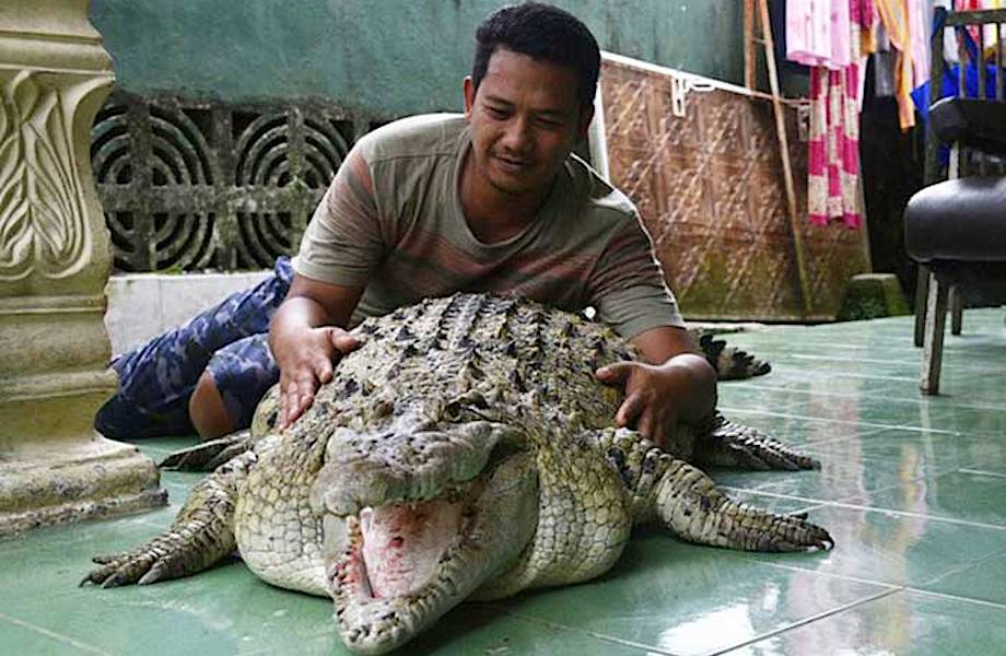 Такие разные домашние питомцы: в индонезийской семье живет 200-килограммовый крокодил