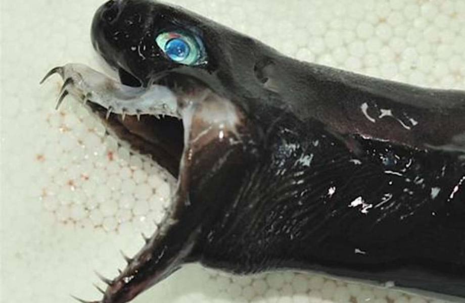 В Тихом океане выловили 5 редких акул-гадюк, выдвигающих челюсти, как в «Чужом»