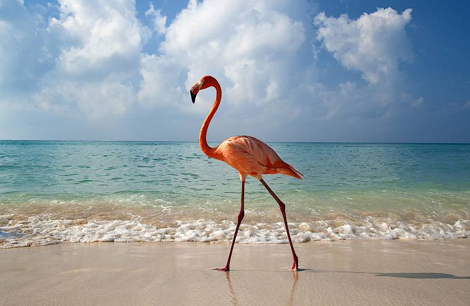 Работа мечты на Багамах: на курорт требуется человек по уходу за фламинго