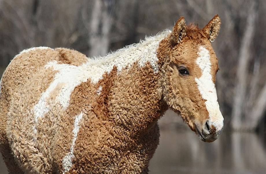 Забайкальская кучерявая порода: самые очаровательные лошади в мире