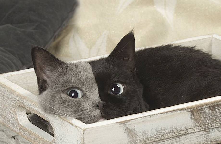 Что такое «кошачья химера», и как кошка с «двумя лицами» стала самой красивой в мире