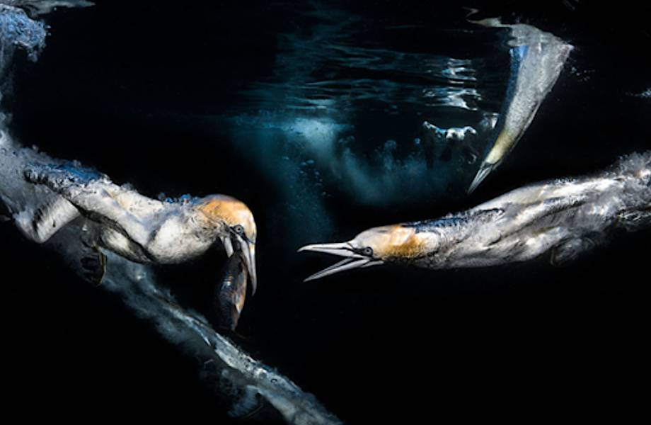 Победители конкурса Underwater Photographer of the Year