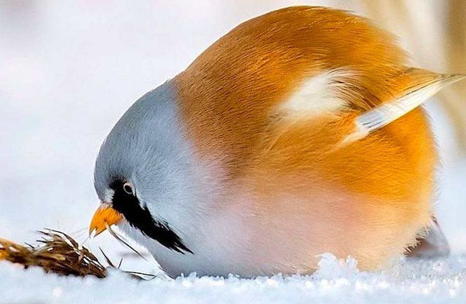 Финский фотограф снимает настоящих живых Angry Birds