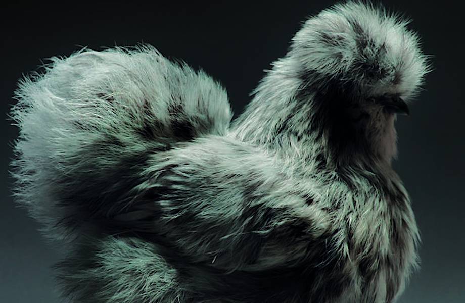 10 невероятных портретов куриц, которые прекрасны и знают об этом 