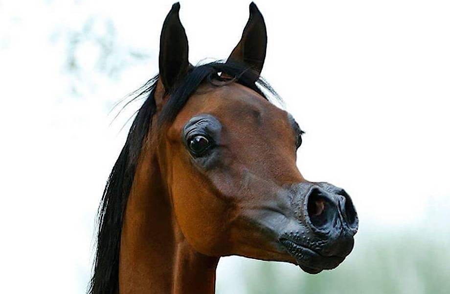 Первая лошадь с внешностью как из мультика стоит один миллион долларов
