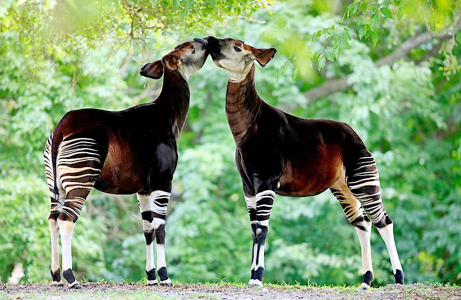 Удивительный окапи: редкий жираф с короткой шеей и ногами зебры