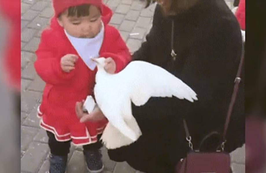 Видео: Маленькая девочка схватила голубя за шею, отобрала у него хлеб и съела сама 
