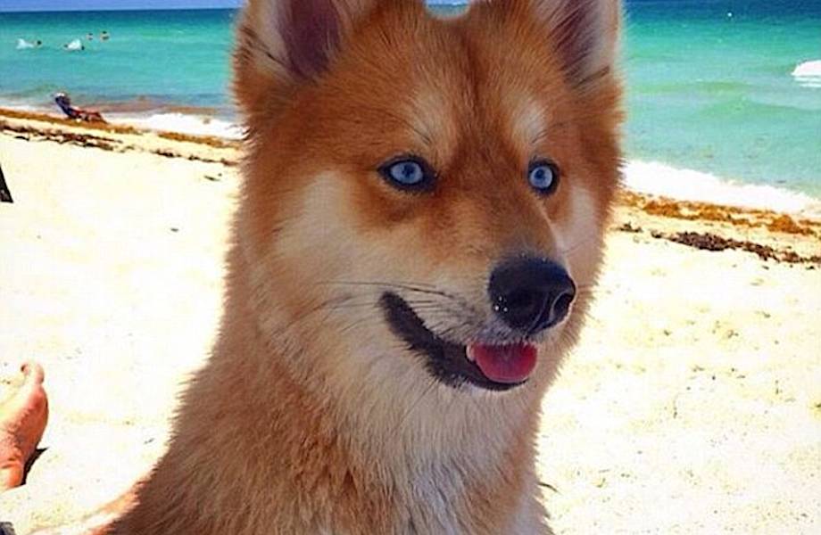 Собака или лиса: очаровательная Миа, которая покорила интернет