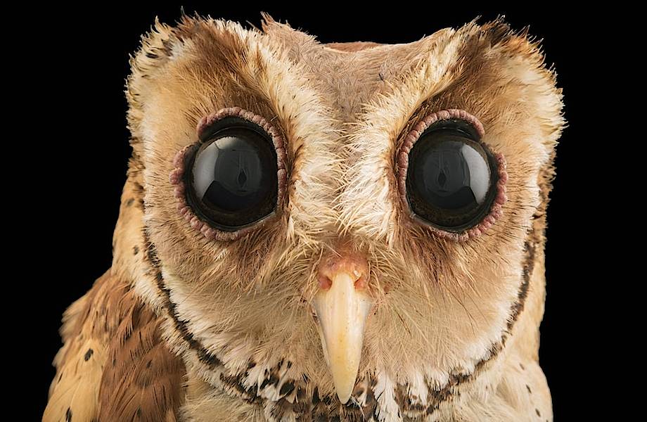 Фотограф делает захватывающие портреты птиц, чтобы спасти исчезающие виды