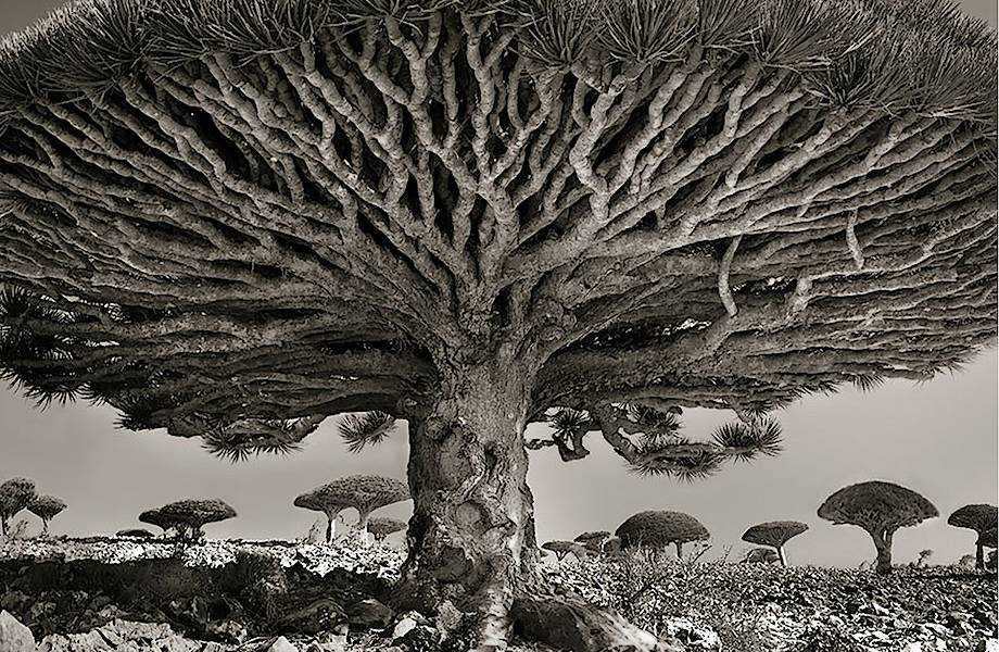 20 самых старых и удивительных деревьев Земли 