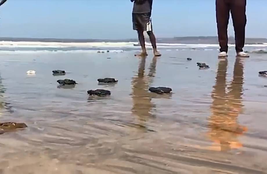 Видео: Пляж очистили от мусора, и на нем впервые за 20 лет родились морские черепашки