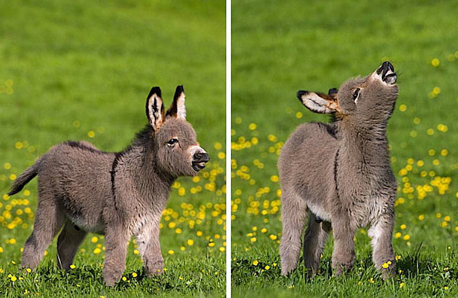 10 очаровательных маленьких осликов, которые сделают ваш день