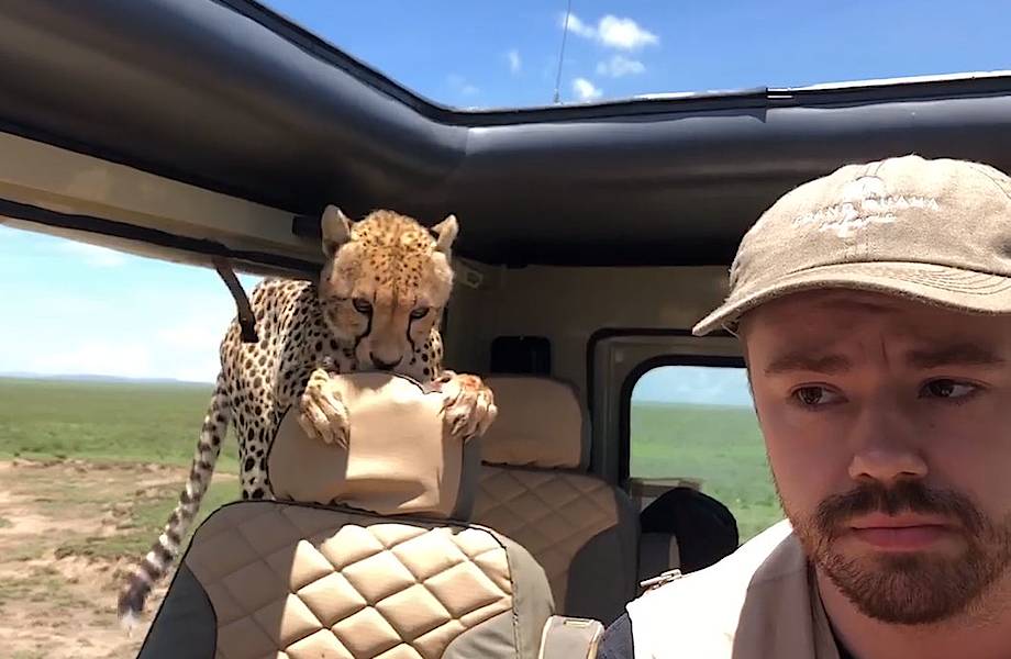 Смертельное сафари: туристы сняли видео, как к ним в машину запрыгнули гепарды