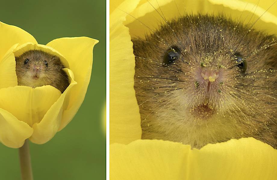 Фотограф снял мышей в тюльпанах, и эти фото произвели фурор в интернете