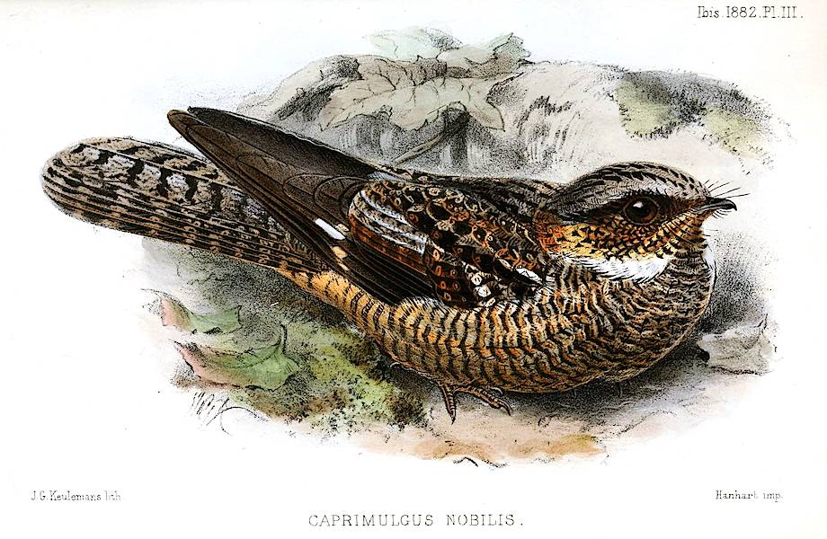Американский козодой: единственная птица, которая на зиму впадает в спячку
