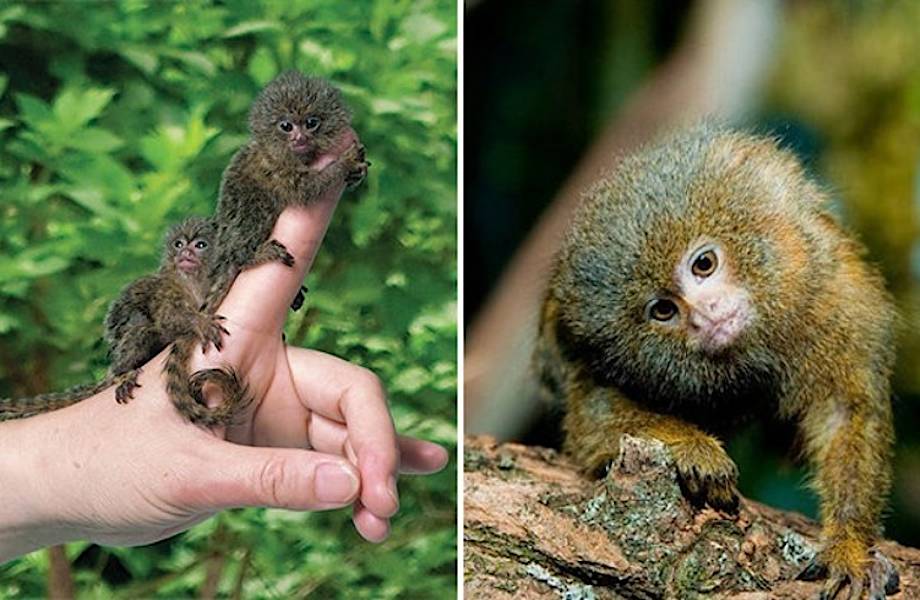 Обнаружен новый вид самых крошечных обезьянок в мире