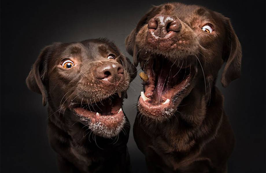 13 смешных фотографий собак, на которых они пытаются поймать вкусности