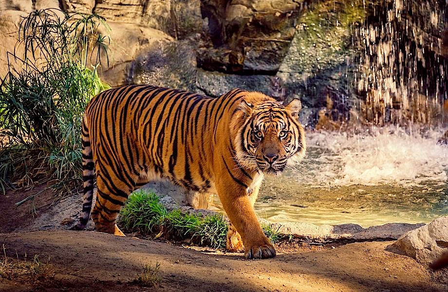 В Казахстане стартует проект по восстановлению вымершего туранского тигра