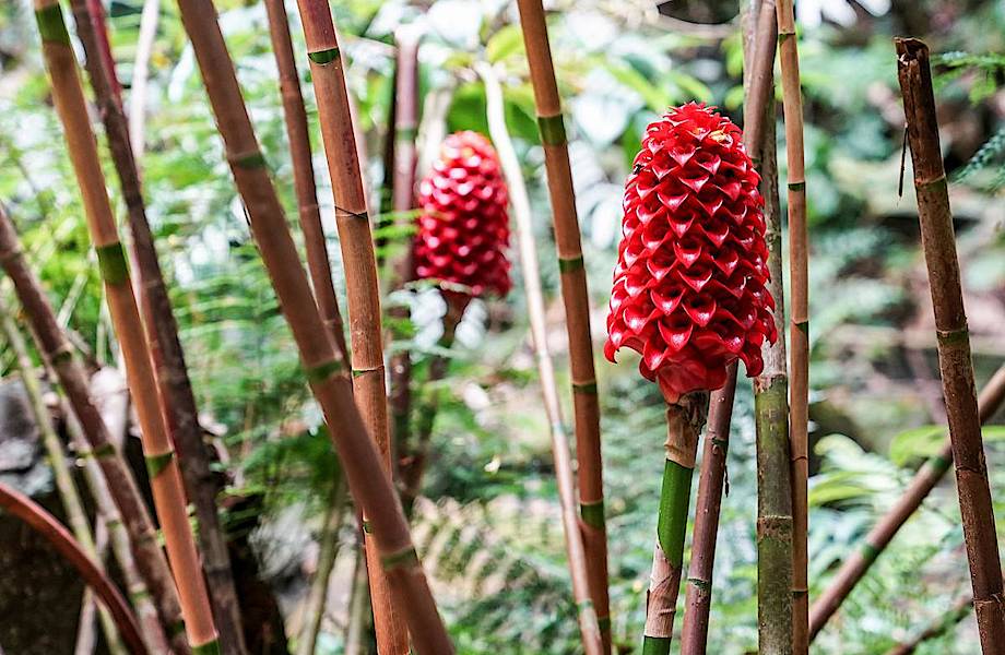 Дико странный лес Французской Полинезии, где на деревьях растут шампунь, свечи и хлеб