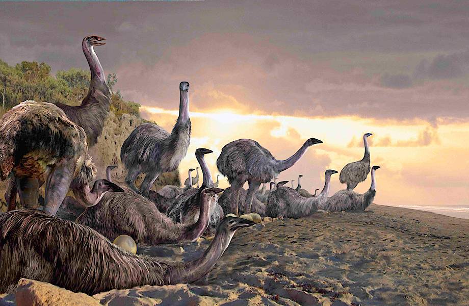 Всего 250 лет назад на Мадагаскаре обитали гигантские птицы-слоны