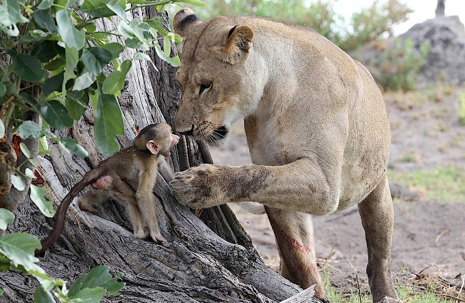 Видео: Львица набросилась на обезьяну, но затем заметила, что у нее есть детеныш