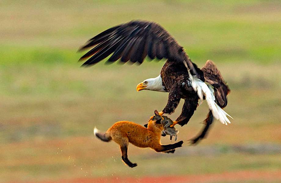 Фотограф снял эпическую борьбу лисицы и орла за кролика