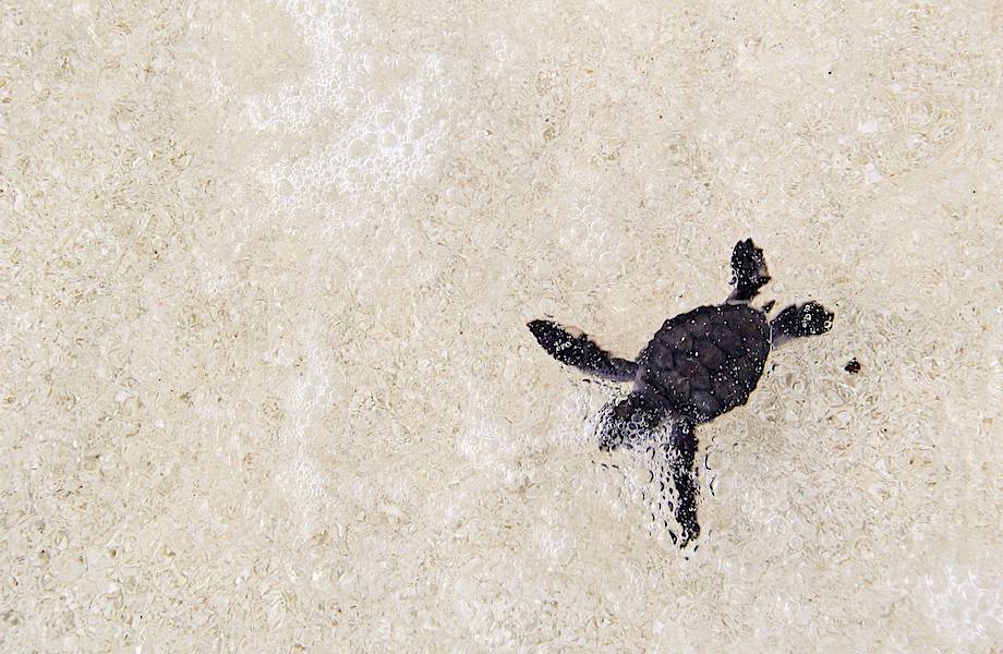 Спасенная в Velassaru Maldives черепаха выпущена обратно в дикую природу