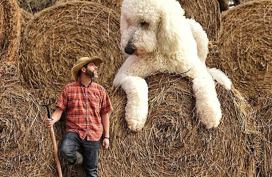 20 фотографий гигантского пса Джуджи, который покорит вас своим обаянием