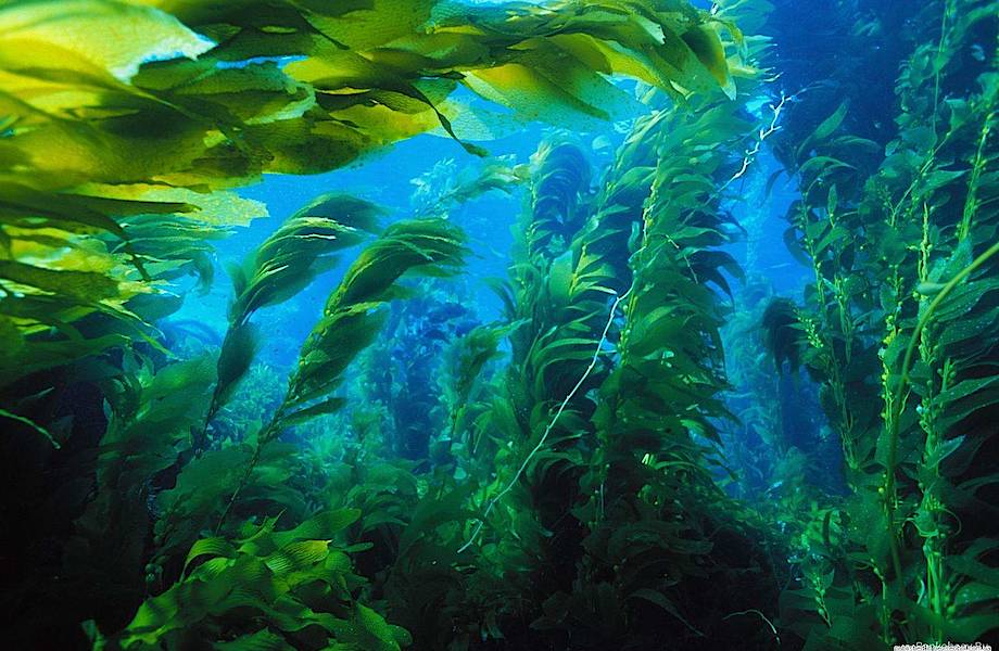 Ферма в океане: как выращивают морские водоросли