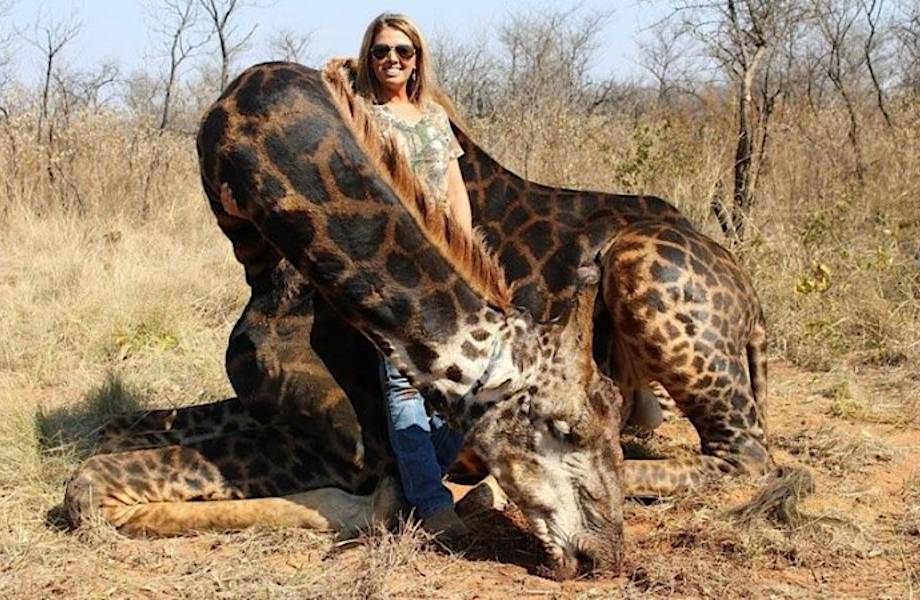 Американка застрелила жирафа и устроила с ним фотосессию