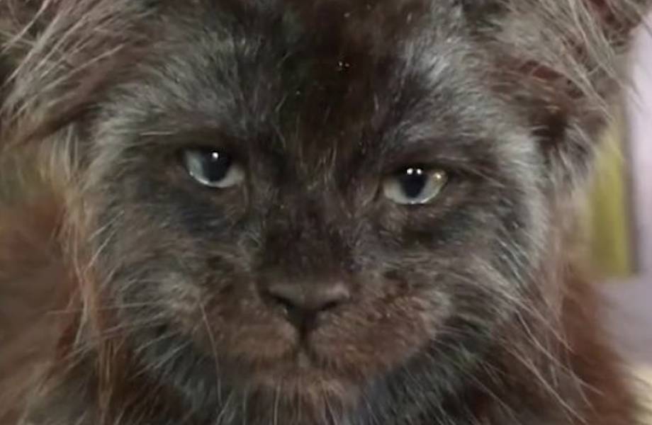 Люди не могут поверить в реальность кошки с человеческим лицом, а она живет в России