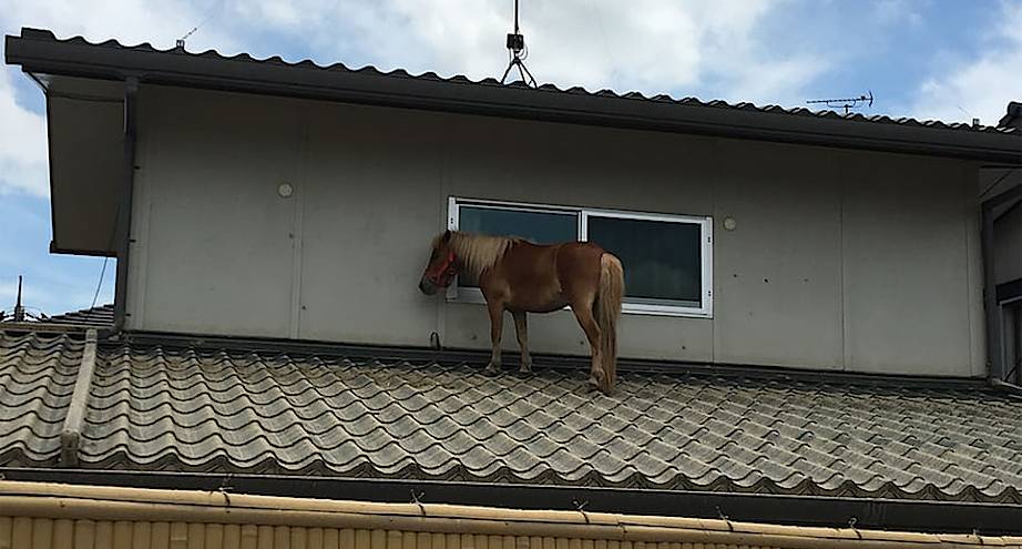 Фото дня: лошадь на крыше