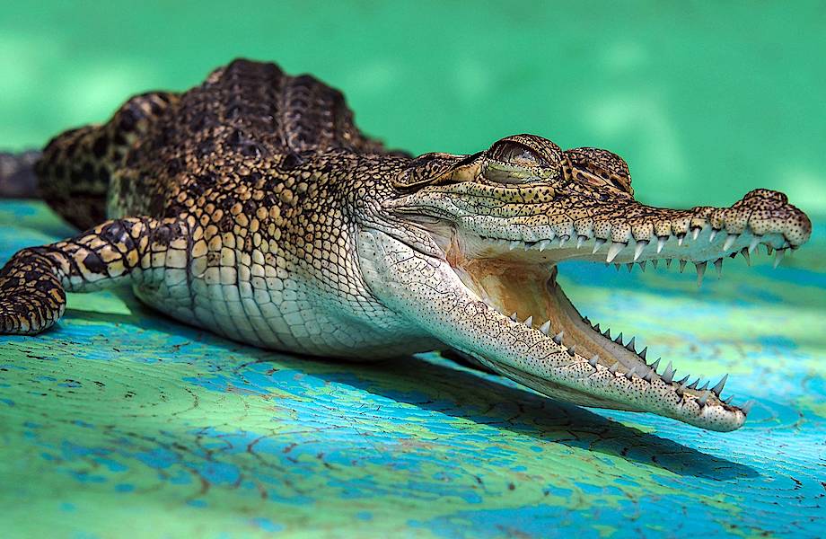 Вовсе не синонимы: чем аллигаторы отличаются от крокодилов