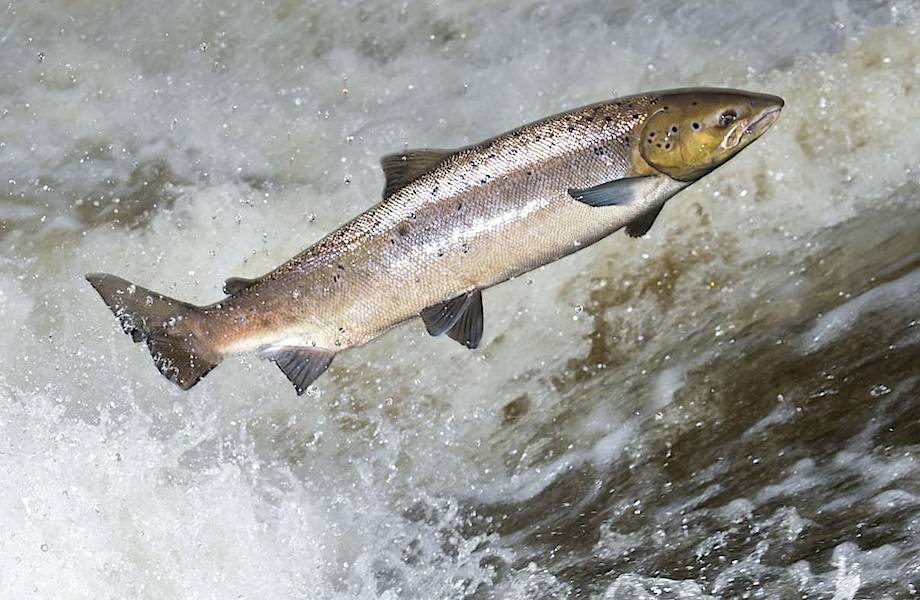 Смерть отменяется: как некоторым лососям удается избежать гибели после нереста