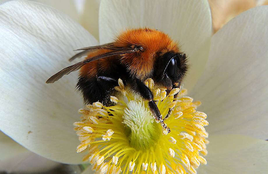 Почему никто не разводит шмелей, ведь они тоже делают мед и трудолюбивее пчел