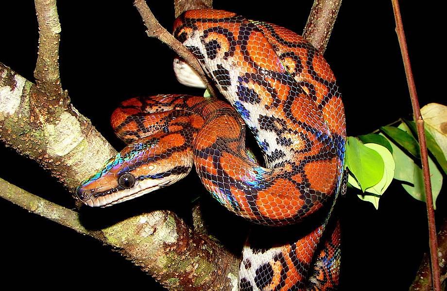 Радужный удав — самая очаровательная змея в мире