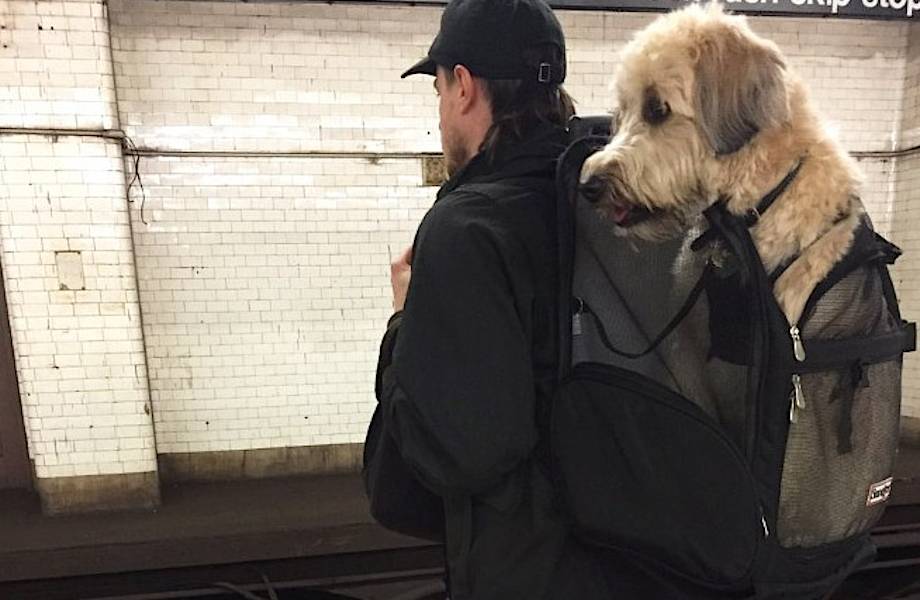 В Нью-Йорке запретили перевозить собак в метро, но находчивые жители обходят закон