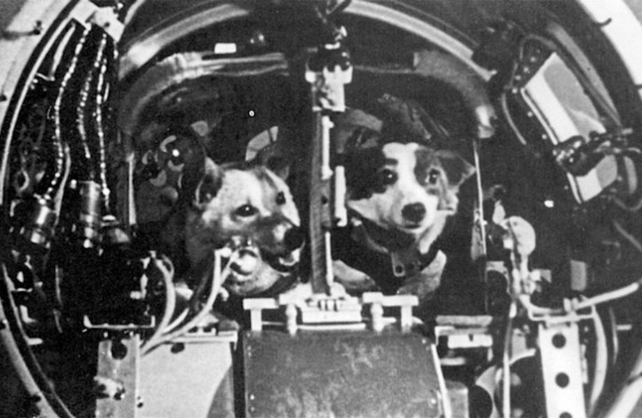 Уникальное историческое видео: как Белка и Стрелка летали в космос 58 лет назад