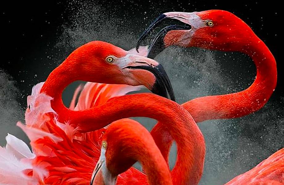 Лучшие фотографии птиц с конкурса Bird Photographer of the Year
