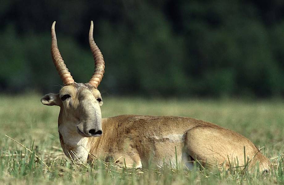 Сайгак — самая необычная антилопа, которая находится на грани вымирания