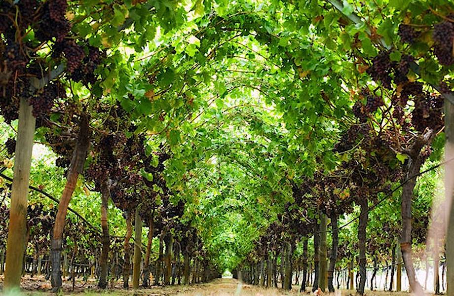 Виноградники в израиле