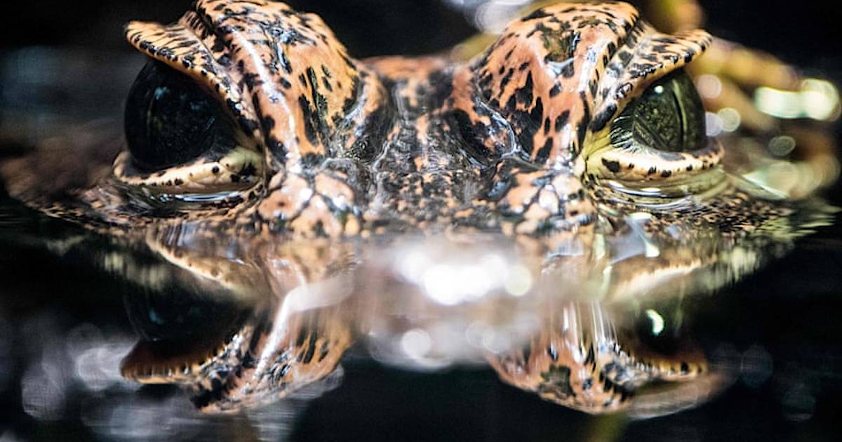 Фото дня: взгляд, от которого мурашки по коже