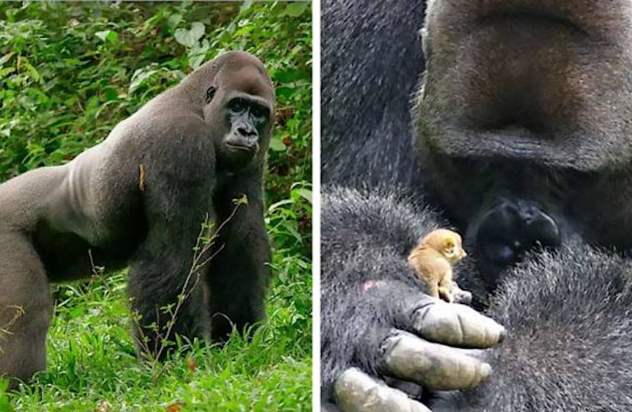 24-летний самец гориллы подружился с крошечным лесным зверьком, и это невероятно