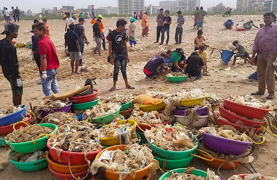 После грандиозной уборки черепахи вернулись на индийский пляж впервые за 20 лет