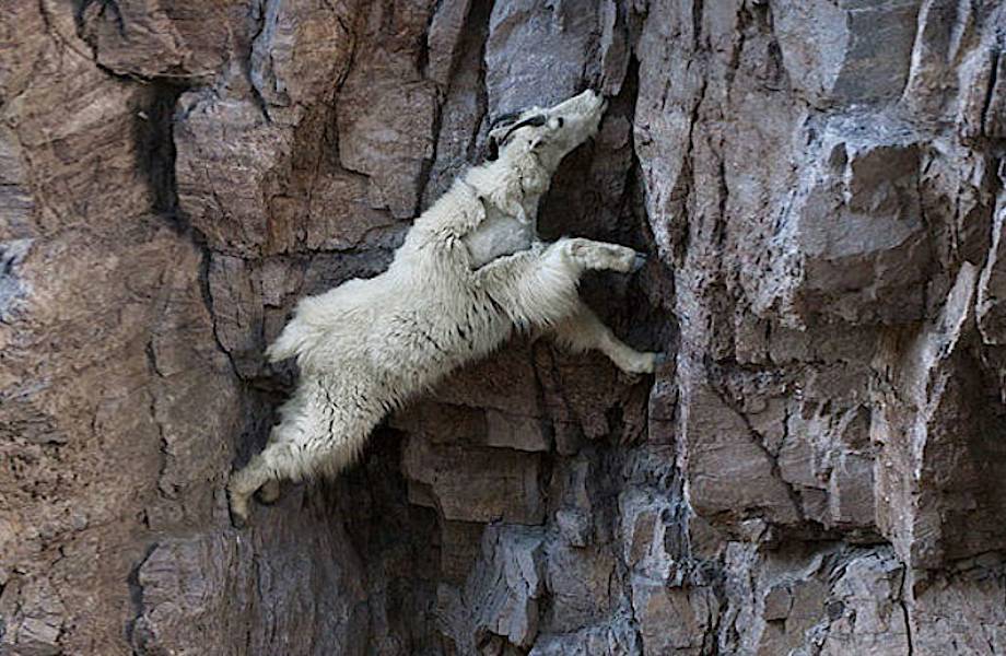 18 сумасшедших фотографий горных козлов, которые не боятся высоты